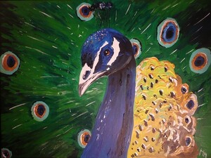 Peacock